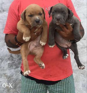 Pocket size American bully male female pups available