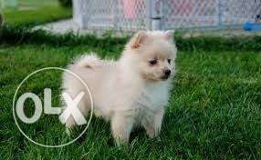Pomerian pups avalable hurry up to buy pup