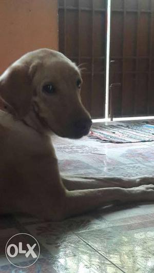 Pregnant female lab for urgent sale interested