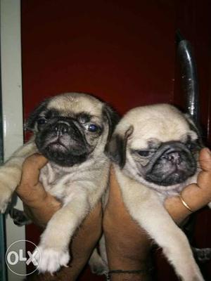 Pug Puppies 44 day old for sale