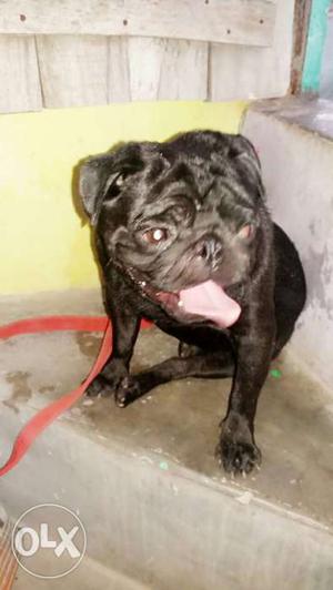 Pug black male for sell 1 year old full active