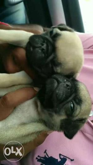 Pug dogs active dogs for more details contact me