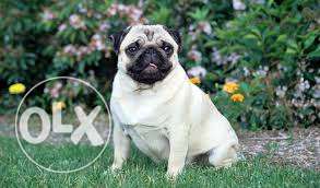 Pug male 10 months without kci papers for sale