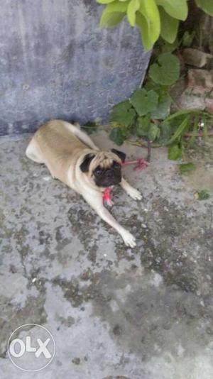 Pug male dog very friendly & playing,10 months old,no