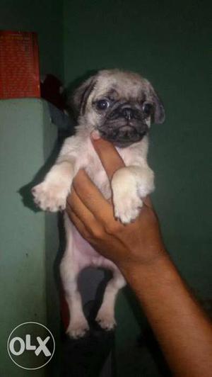 Pug male puppy available