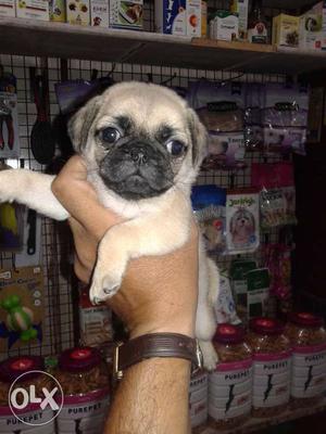 Pug male puppy punch face heavy bone top breed to