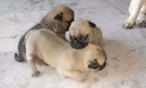 Pug sweet pups male, fem available call now contact number