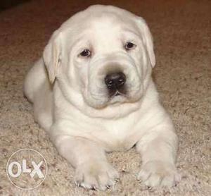 Punch face female lab puppies available pure breed import