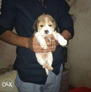 Punch facing pure bread beagle puppies in bhatia pet house