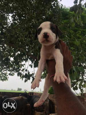 Pure bloodline Pitbull puppy's for sale