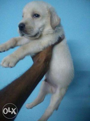 Pure bread labrador puppies for sell in bhatia pet house