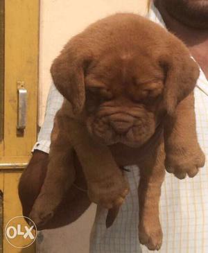 Pure breed french mastiff for sale in delhi