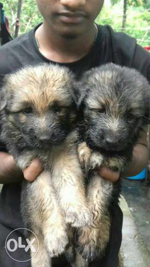 Pure breed gsd male 40 days old