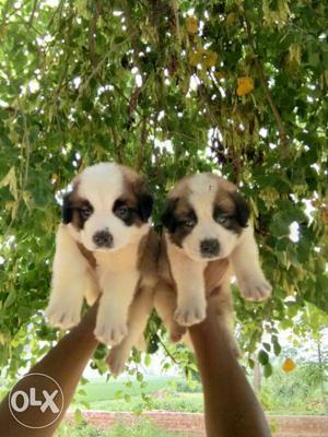 Pure saint Bernard puppies available