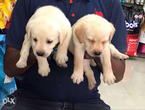 Qoulity labrador female  male  available