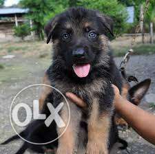 Quality German Shepherd puppies available male