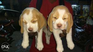 Quality bi_colour beagle puppies show quality