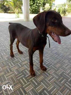 Quality female doberman puppy five months puppy very active