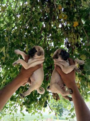 Quality pug puppies available