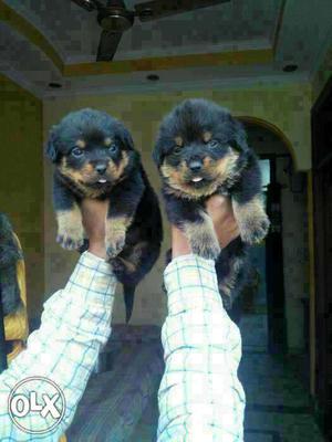 Real Rottweiler puppies avilable