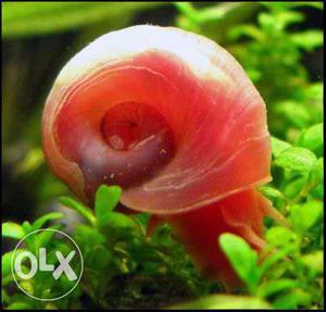 Red Ramshorn Snails - Planted Aquarium Cleaning Crew