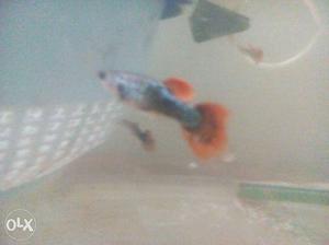 Red guppy colour skin for sale only one pair male