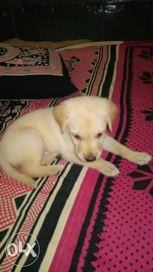 Retriever male puppy for less price 1 month old