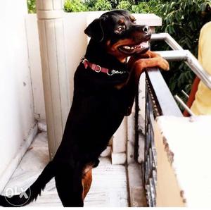 Rottweiler Dog male 8 months old pure breed