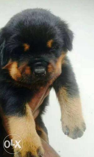 Rottweiler Puppy