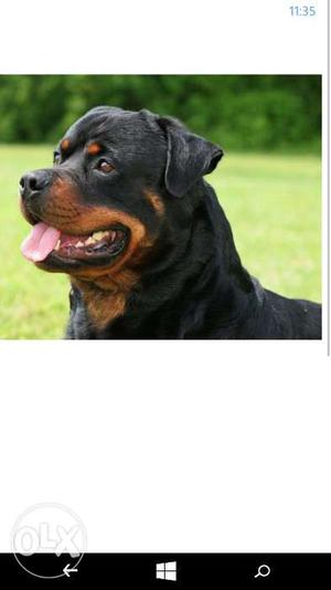 Rottweiler female 2yrs for sale without kci