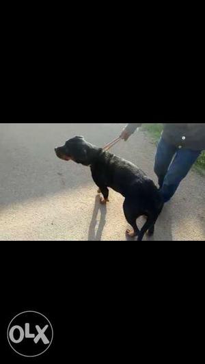 Rottweiler female heat expected in month once