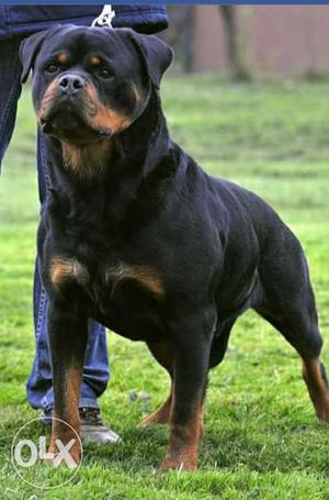 Rottweiler puppy available for contacts