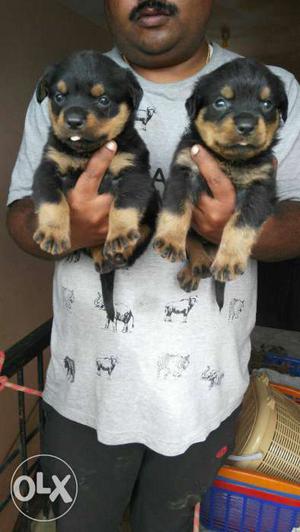 Rottweilers quality puppies available in honey