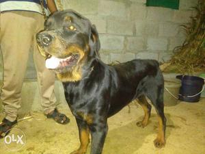 Rottweilr male proven dog 11months old