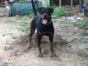 Rottwieler female 2 years very good and heavy