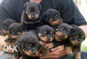 Rotweiller pups avalable