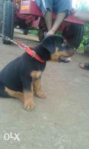 Sell my rot male puppy only 50days