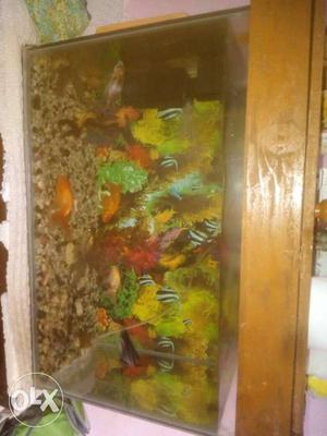 Shoal Of Pet Fish In Pet Tank