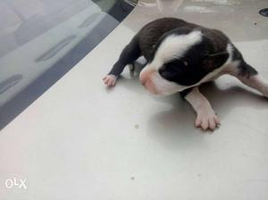 Short-coated Black And White Puppy