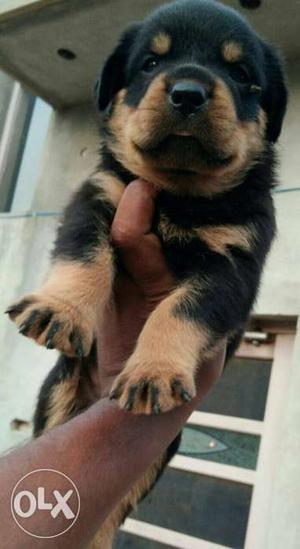 Short muzzle dark color rottweiler puppies