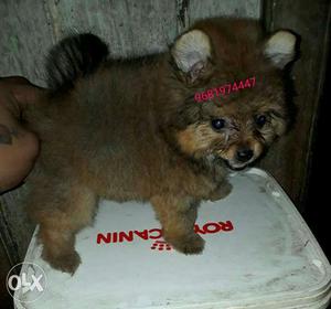 Show Quality Pom Male Puppy available