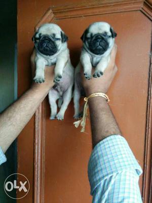 Show line healthy vet check pug puppys available