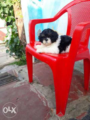 Show promising shihtzu male pup readily available for loving