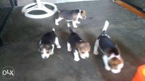Show quality Beagle puppies available try color proper