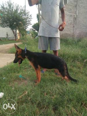 Show quality German Shepherd female available