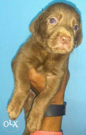 Show quality Labrador Male and Female puppies