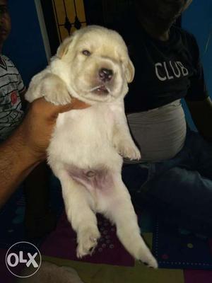 Show quality labradore male and female available