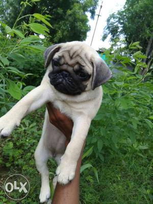 Show quality pug female puppy available only