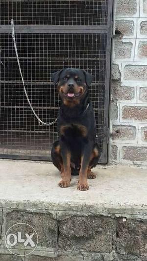 Show quality rottweiler male for sale