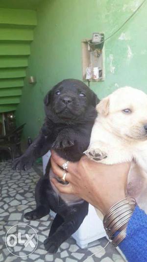 Siddarth pet House pasant lab male female pappy